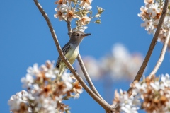 003-brazilie2022jul17